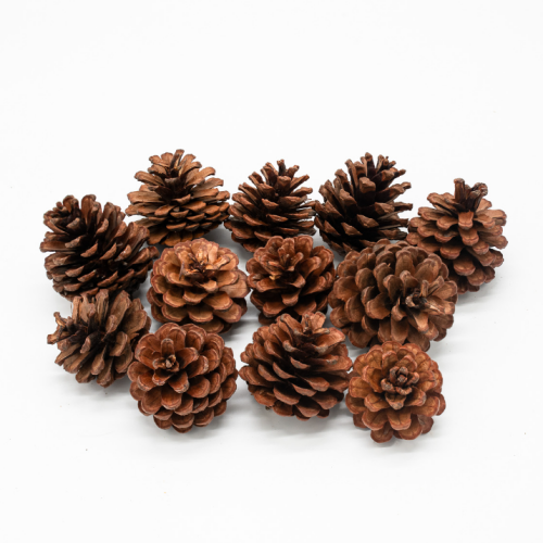 Dennenappels | 12 stuks